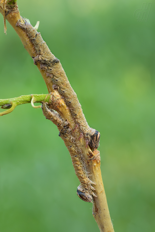 stužkonoska modrá - Catocala fraxini