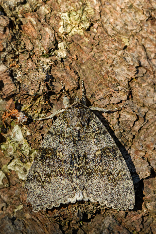 stužkonoska modrá - Catocala fraxini