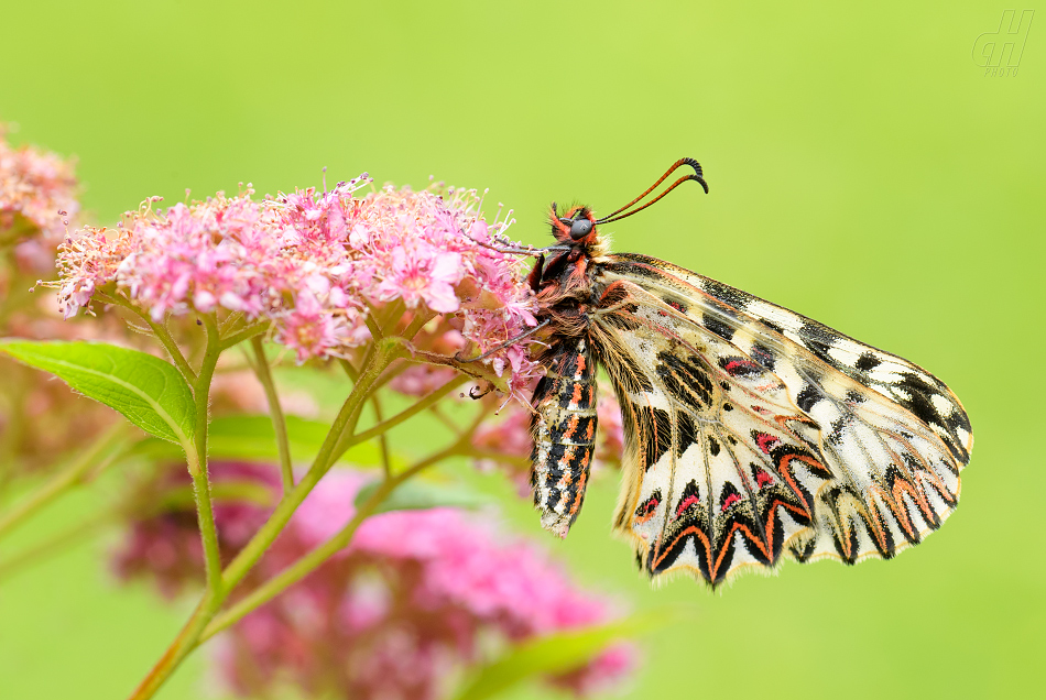 stužkonoska modrá - Catocala fraxini