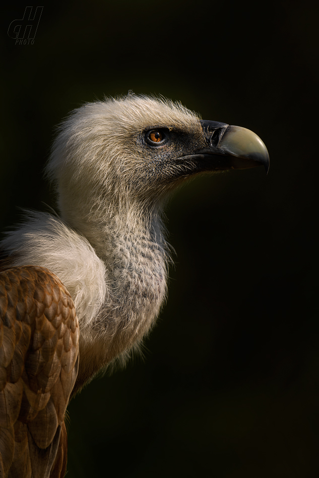 sup bělohlavý - Gyps fulvus