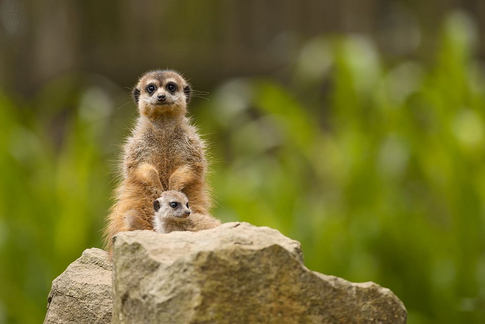 surikata - Suricata suricatta