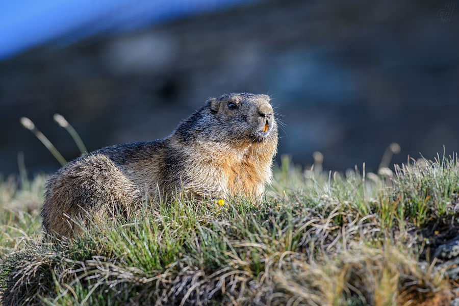 svišť horský - Marmota marmota