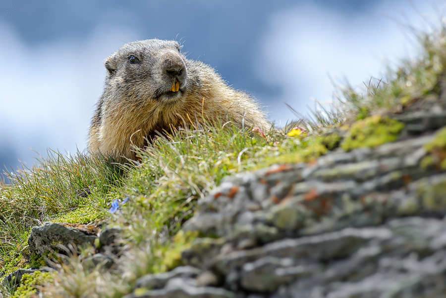 svišť horský - Marmota marmota