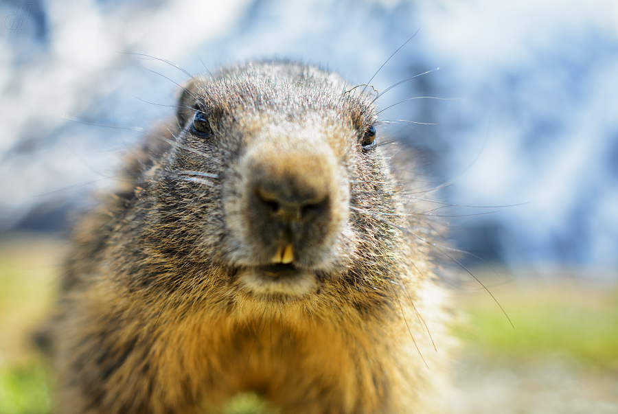 svišť horský - Marmota marmota