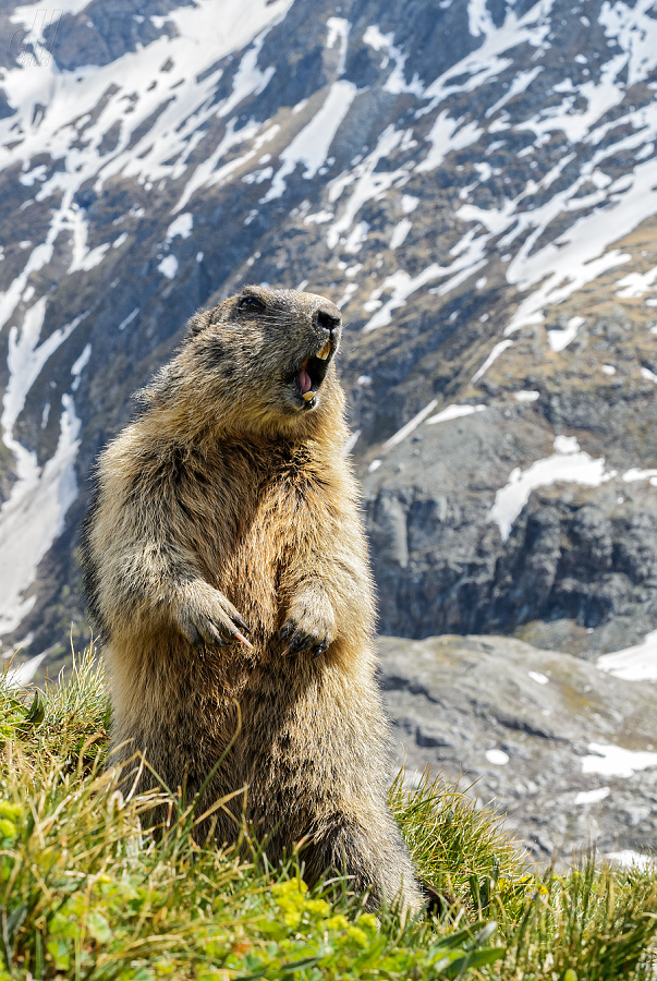 svišť horský - Marmota marmota