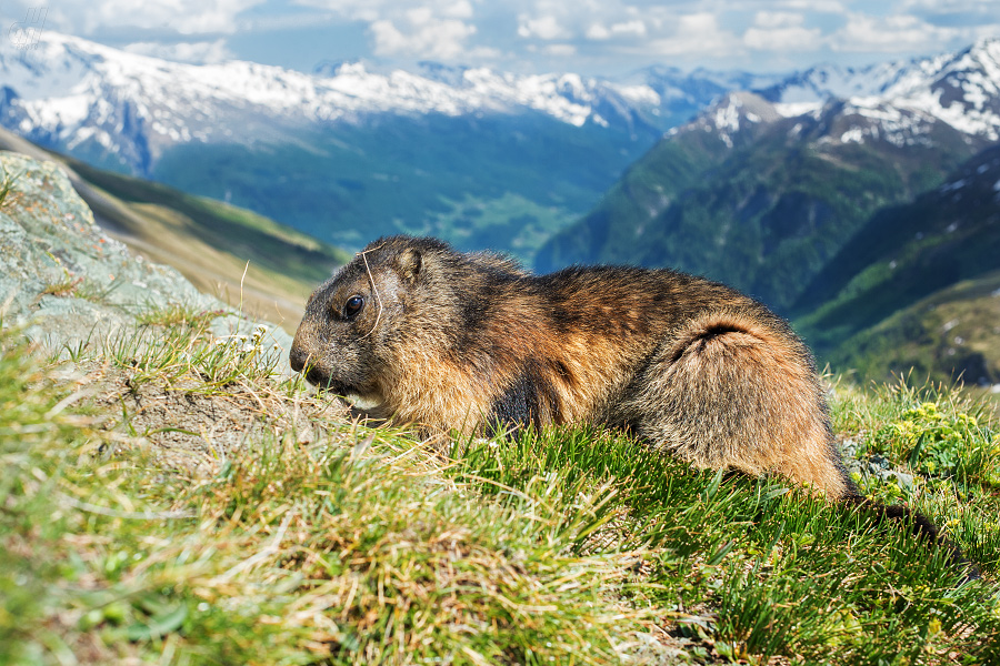 svišť horský - Marmota marmota