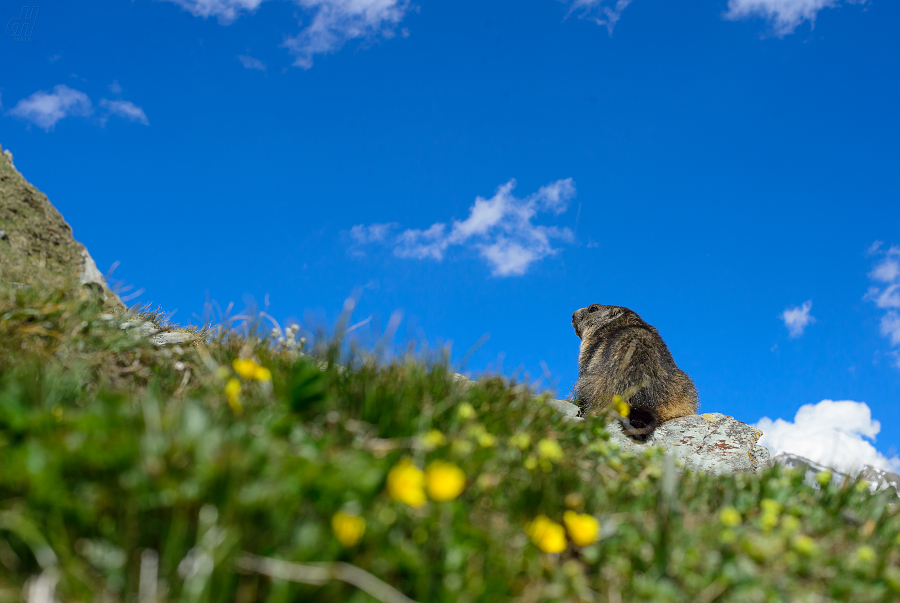 svišť horský - Marmota marmota