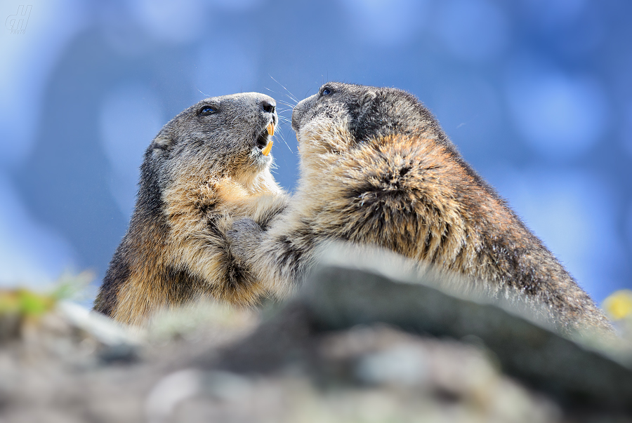 svišť horský - Marmota marmota