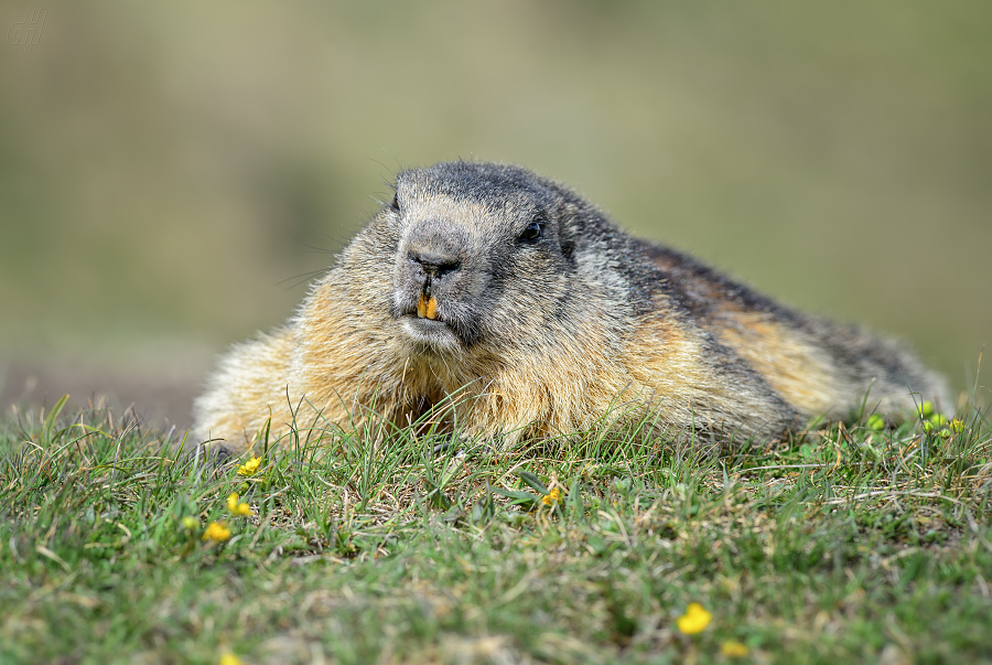 svišť horský - Marmota marmota