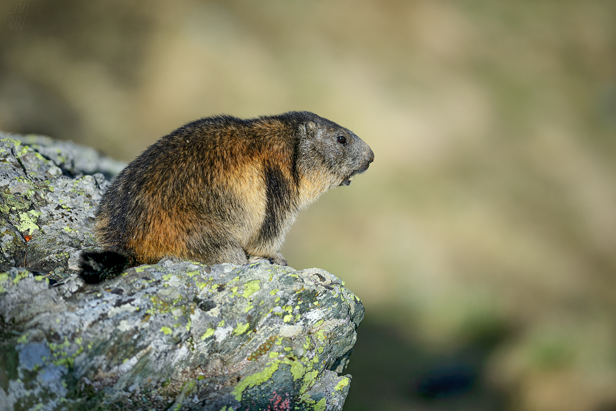 svišť horský - Marmota marmota