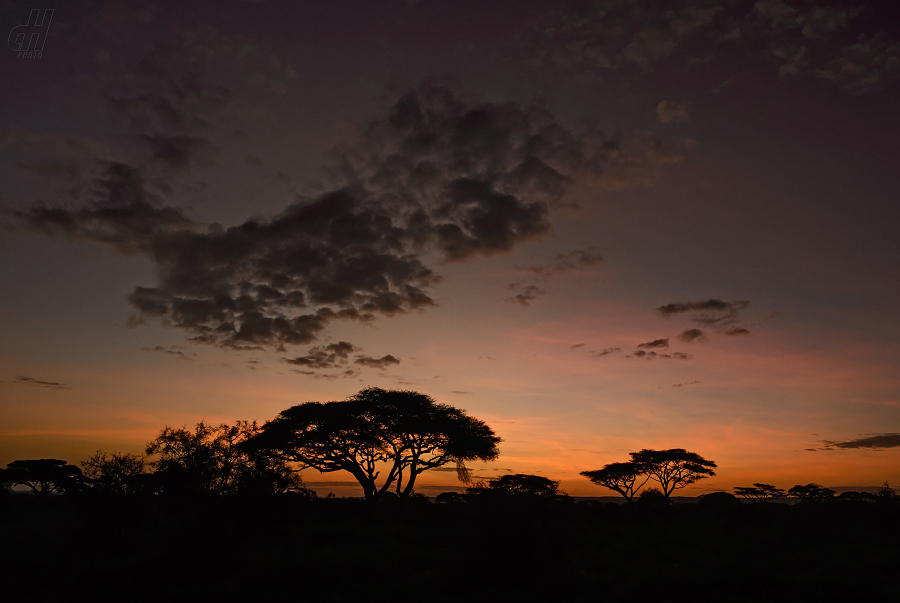 Svítání v Amboseli