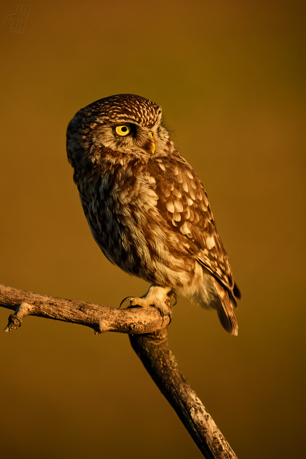 sýček obecný - Athene noctua