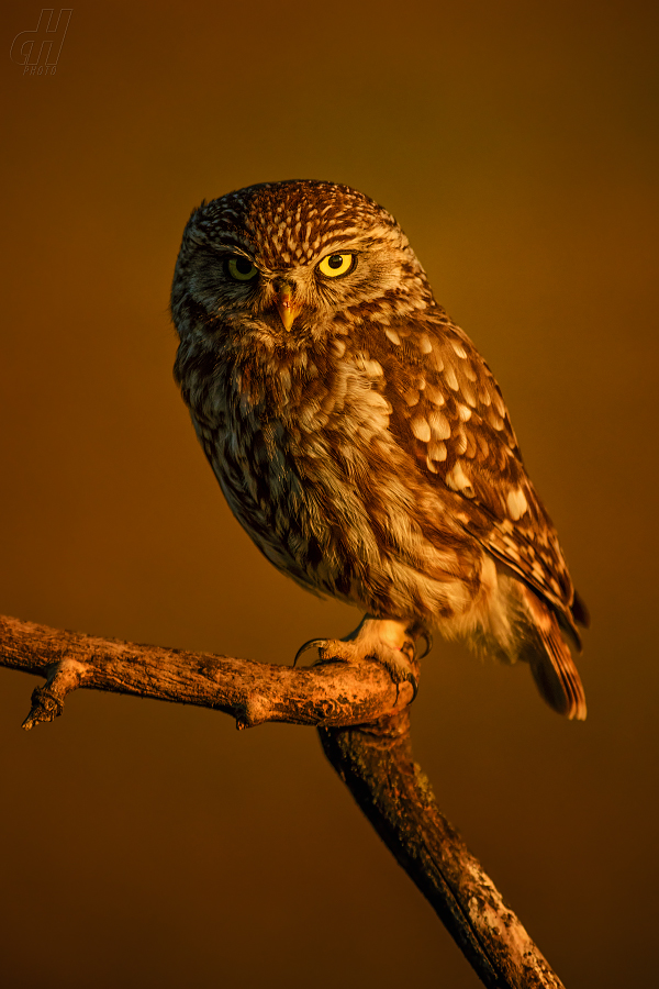 sýček obecný - Athene noctua