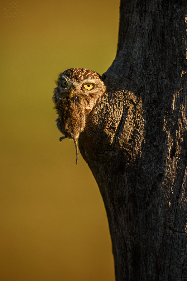 sýček obecný - Athene noctua