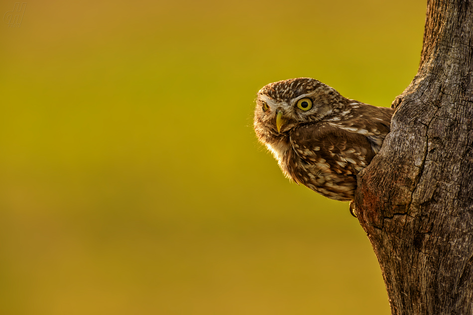 sýček obecný - Athene noctua