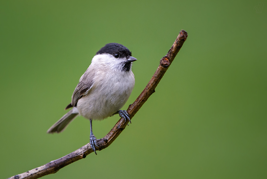 sýkora babka - Parus palustris