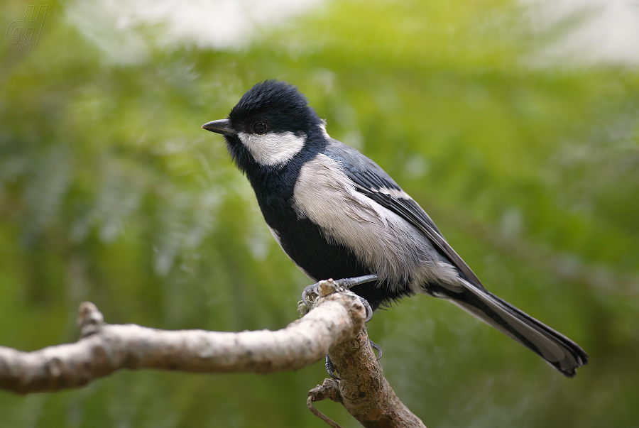 sýkora koňadra - Parus major