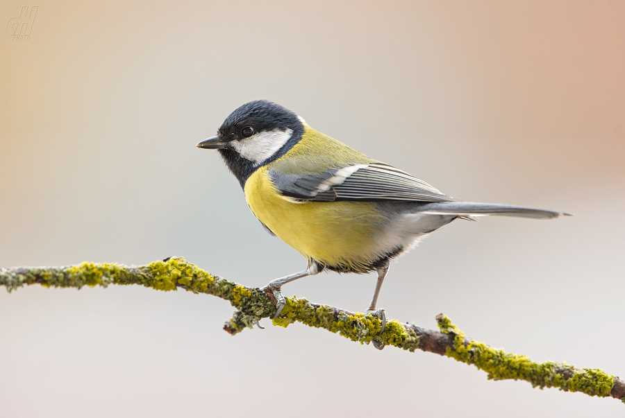 sýkora koňadra - Parus major
