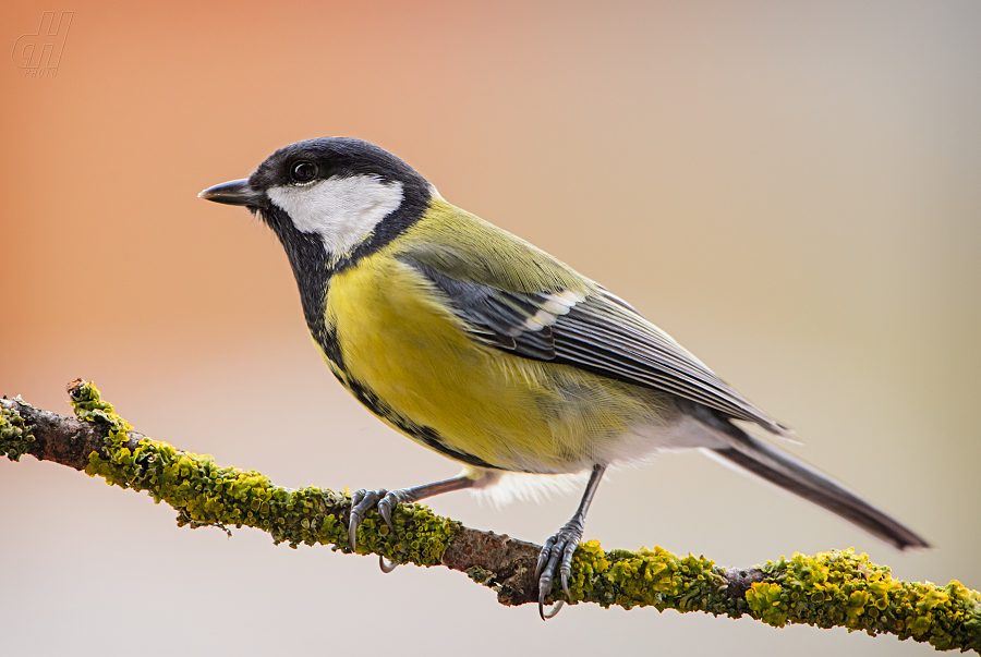 sýkora koňadra - Parus major