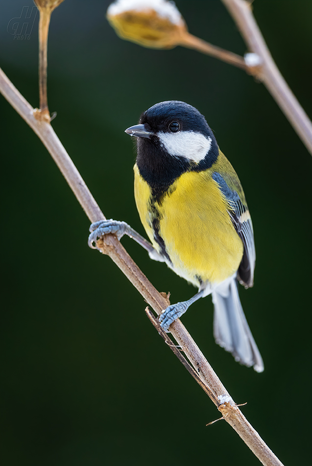 sýkora koňadra - Parus major