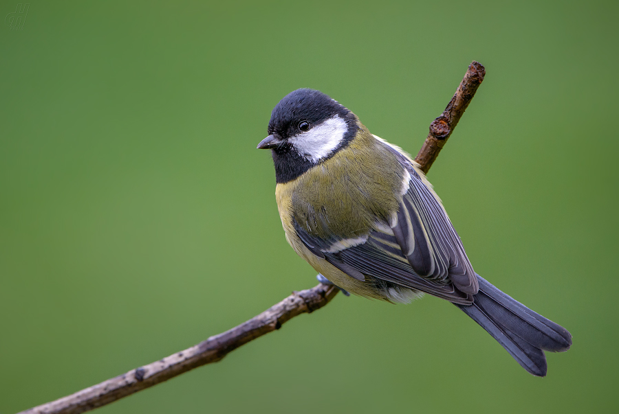 sýkora koňadra - Parus major