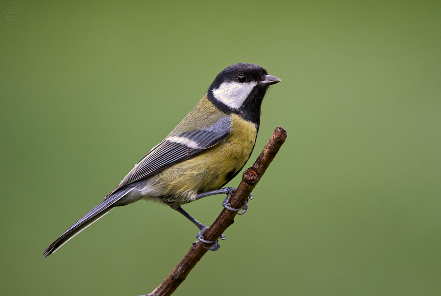 sýkora koňadra - Parus major