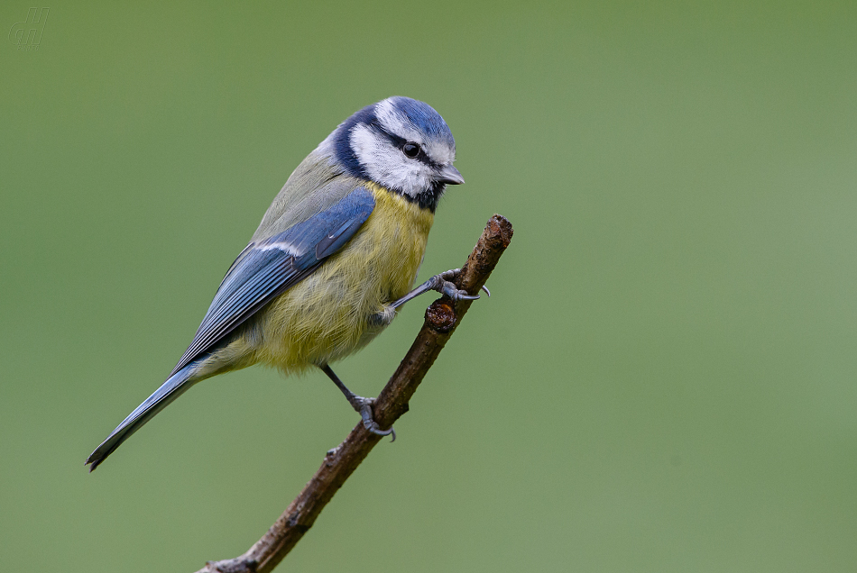 sýkora modřinka - Parus caeruleus