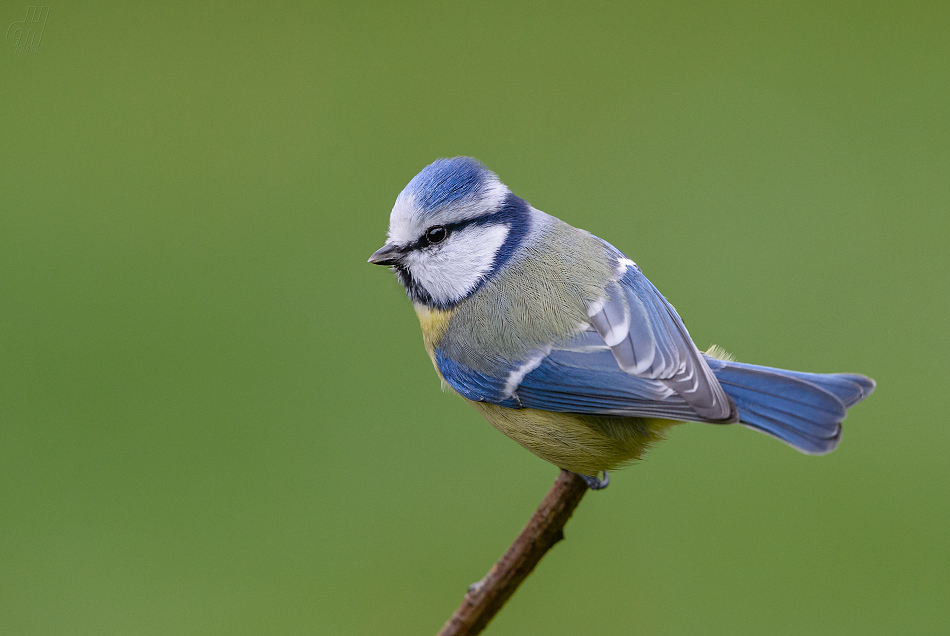 sýkora modřinka - Parus caeruleus