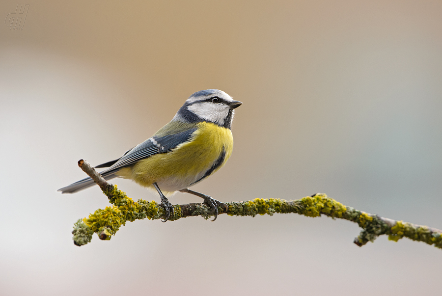 sýkora modřinka - Parus caeruleus