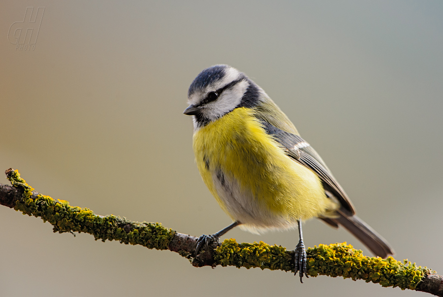 sýkora modřinka - Parus caeruleus