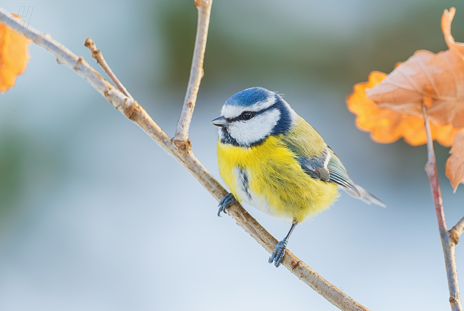 sýkora modřinka - Parus caeruleus