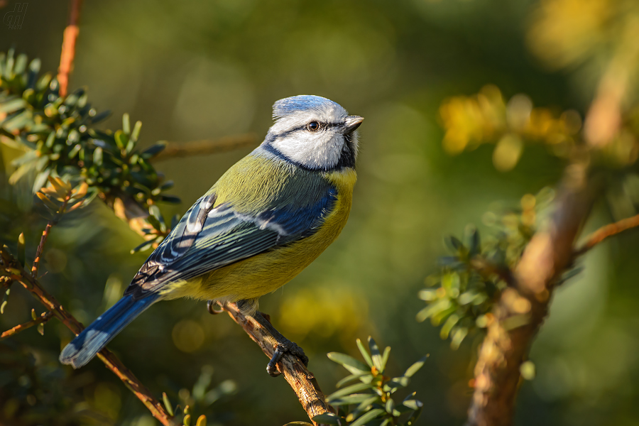 sýkora modřinka - Parus caeruleus