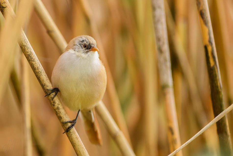 sýkořice vousatá - Panurus biarmicus