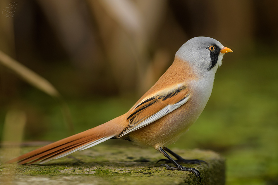 sýkořice vousatá - Panurus biarmicus