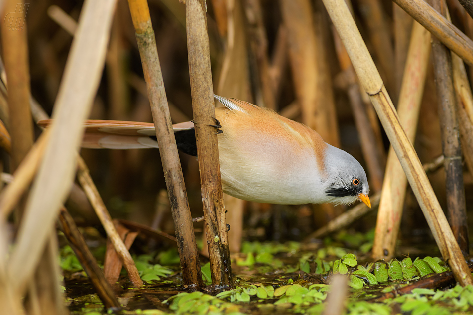 sýkořice vousatá - Panurus biarmicus