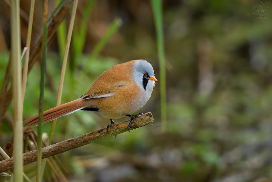 sýkořice vousatá - Panurus biarmicus