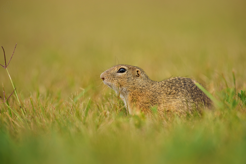 sysel obecný - Spermophilus citellus