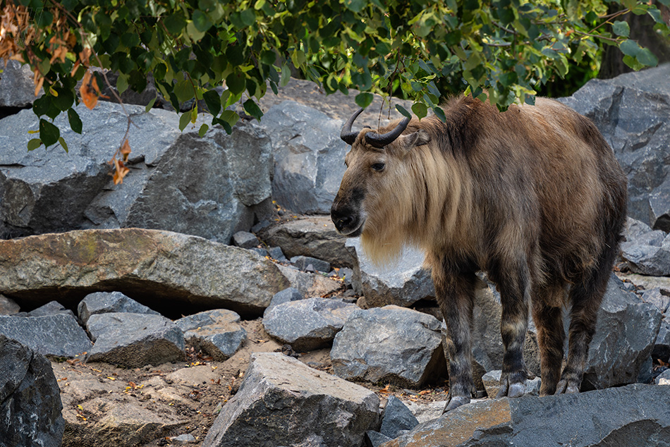 takin zlatý - Budorcas tibetanus bedfordi