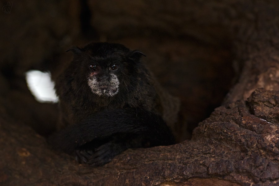 tamarín tmavohřbetý - Saguinus nigricollis