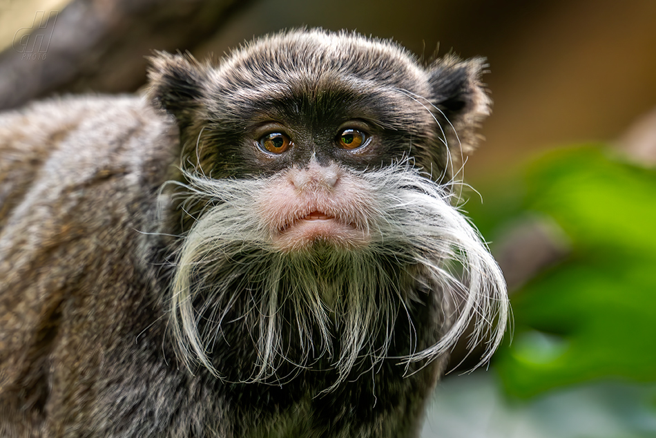 tamarín vousatý - Saguinus imperator 