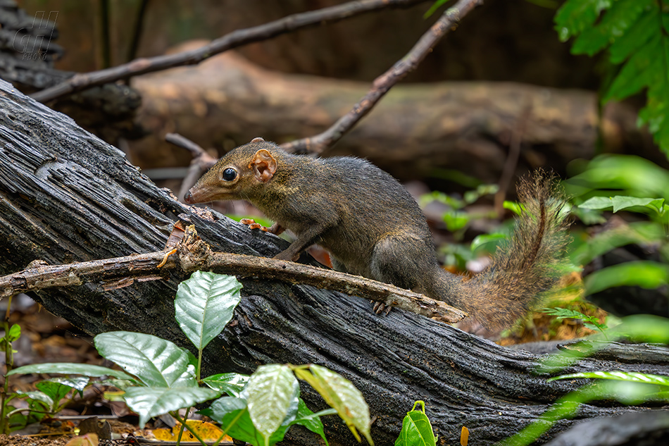 tana severní - Tupaia belangeri
