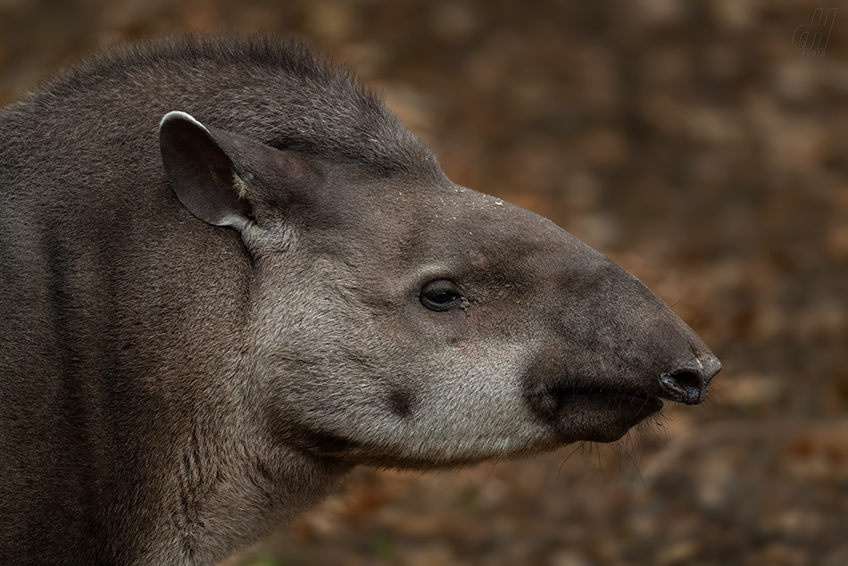 tapír jihoamerický - Tapirus terrestris