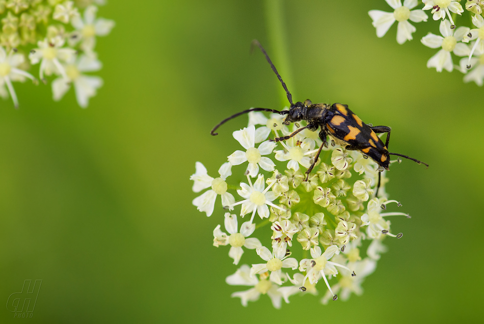 tesařík čtveropásý - Leptura quadrifasciata