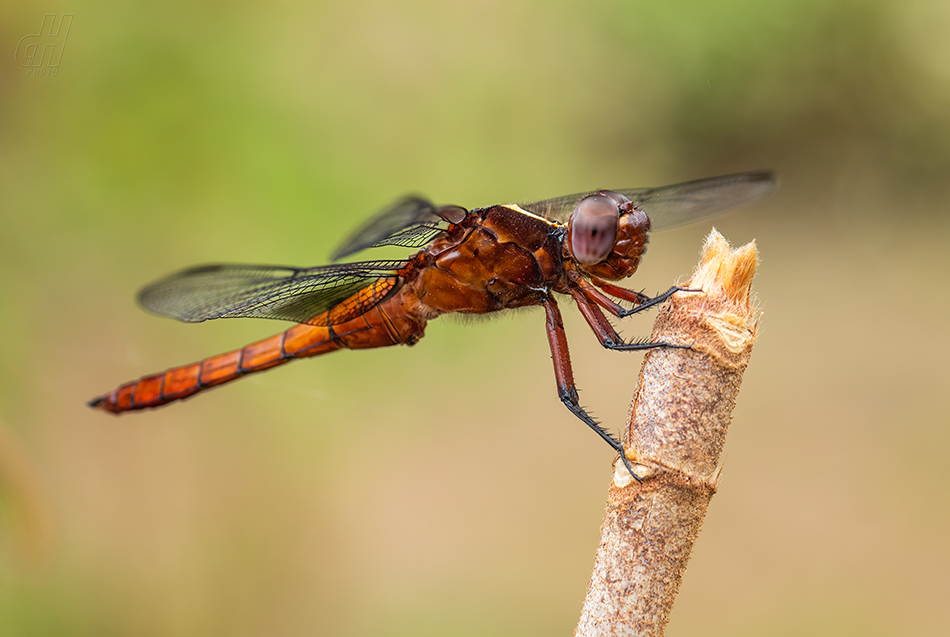 Thermorthemis madagascariensis