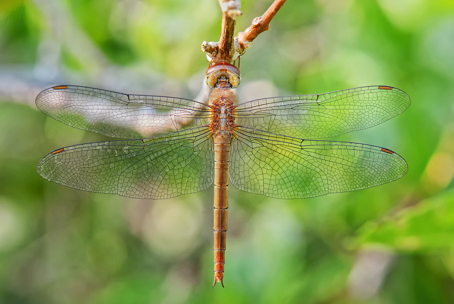 Tholymis tillarga