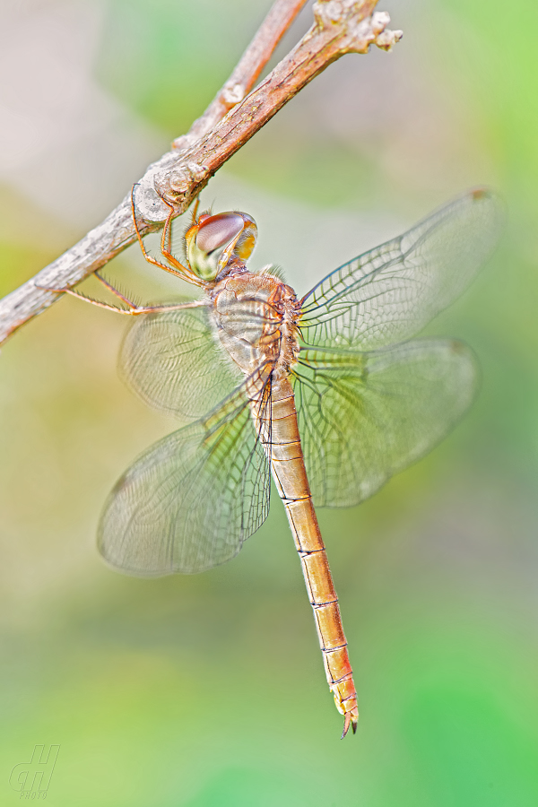 Tholymis tillarga