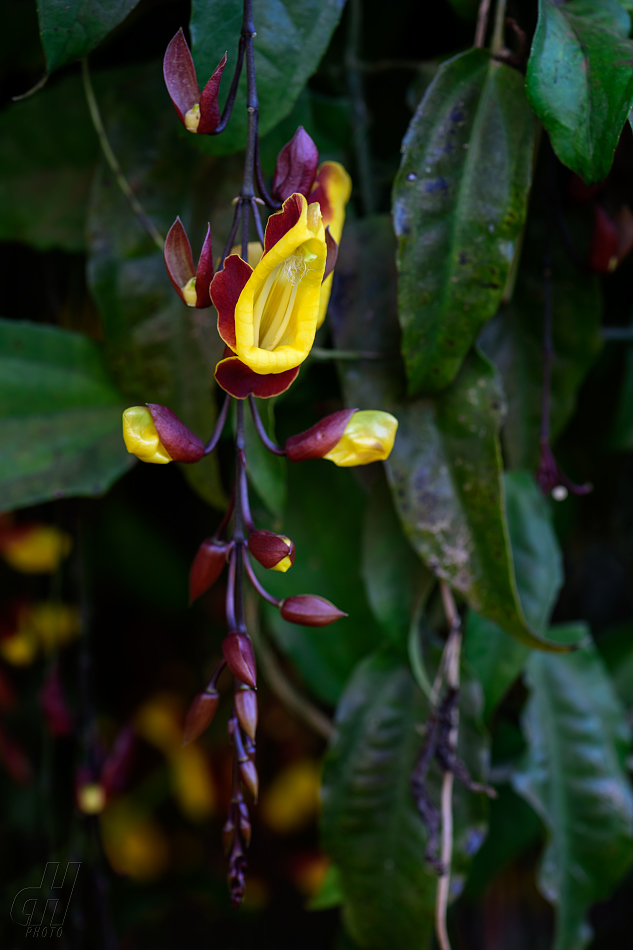 thunbergie mysorská - Thunbergia mysorensis