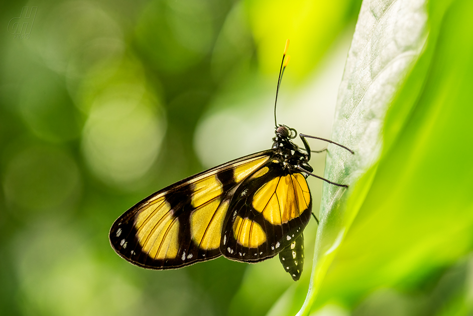 Thyridia psidii