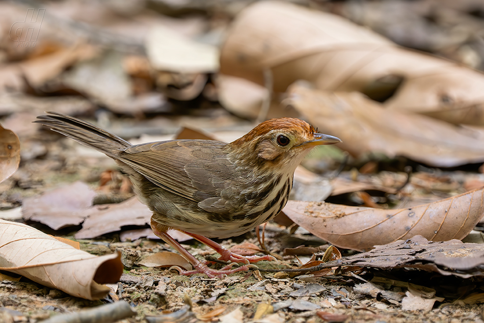 timálie pruhovaná - Pellorneum ruficeps