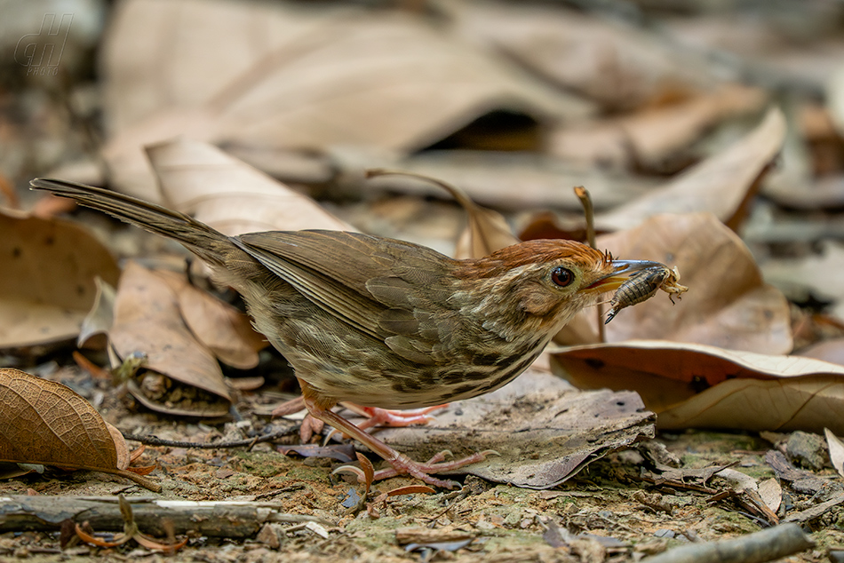 timálie pruhovaná - Pellorneum ruficeps